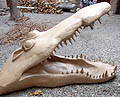 Tete de crocodile